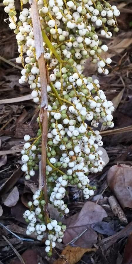 Thrinax 2