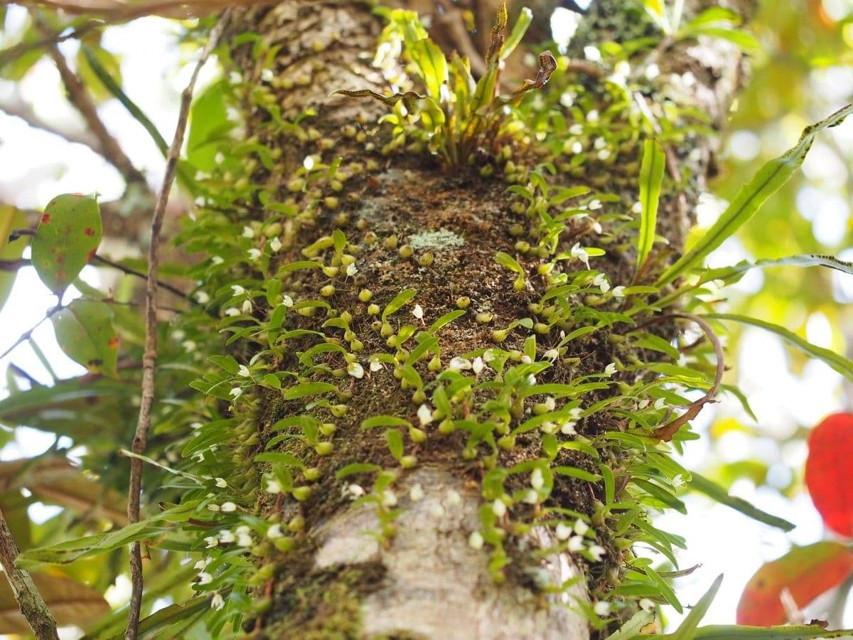 Bulbophyllum 9