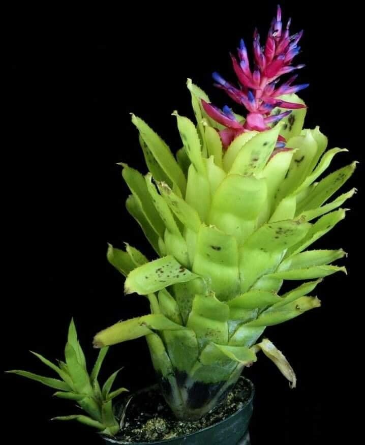 Quesnelia