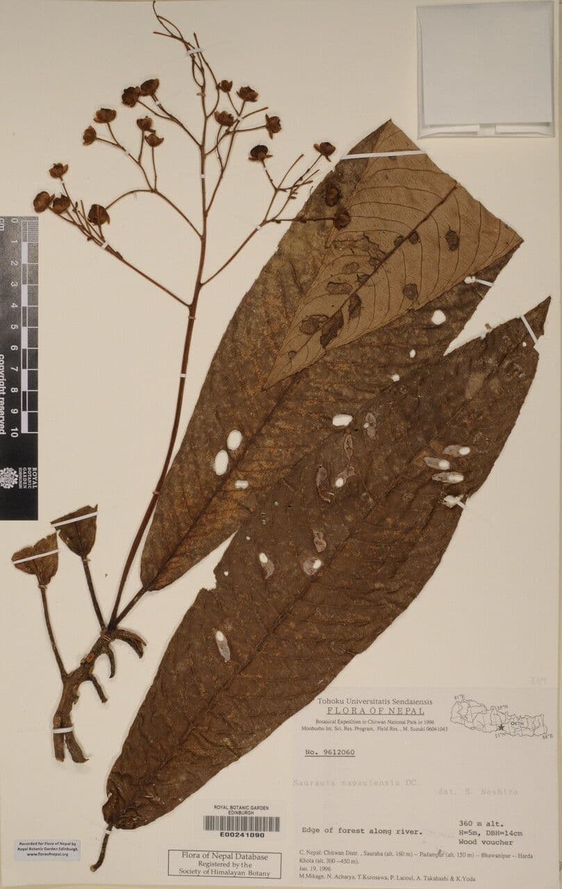 Saurauia 16