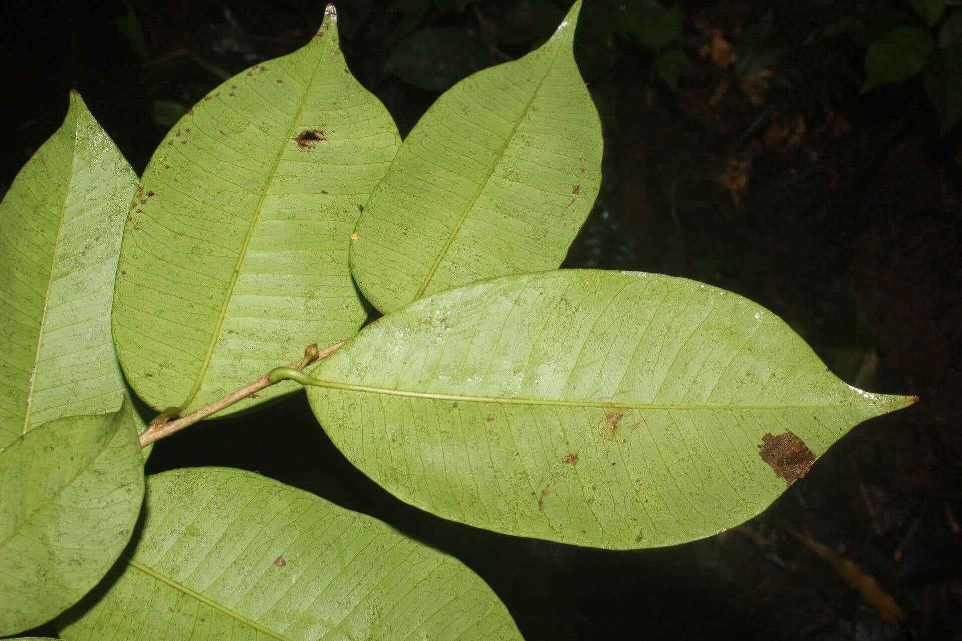 Chrysophyllum 13