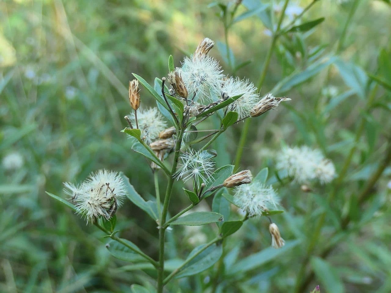 Brickellia eupatorioides