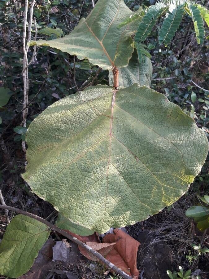 Coccoloba 13