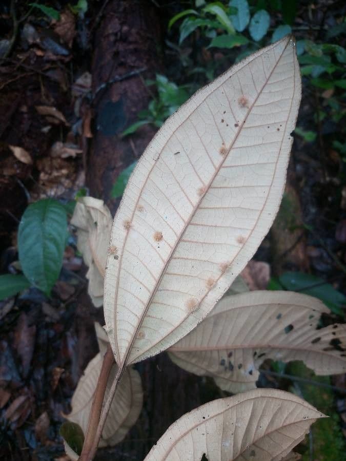 Miconia 5