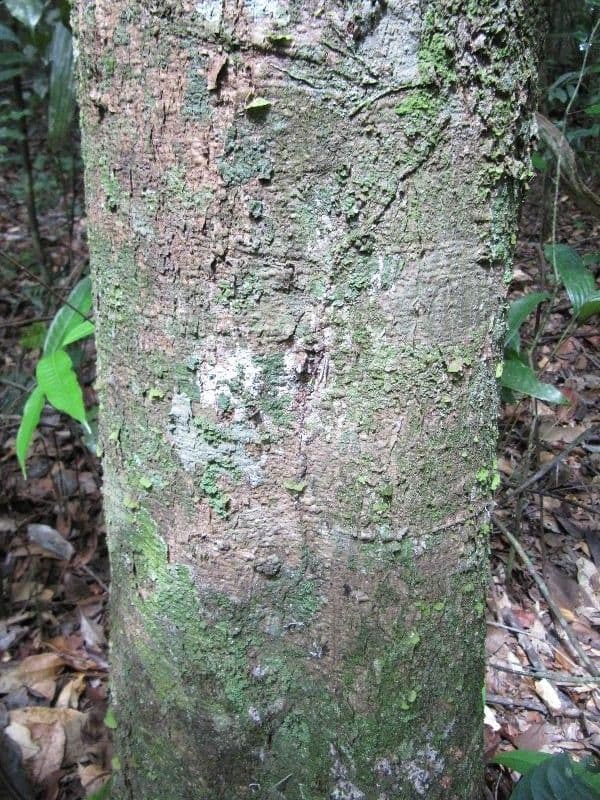 Ocotea 7