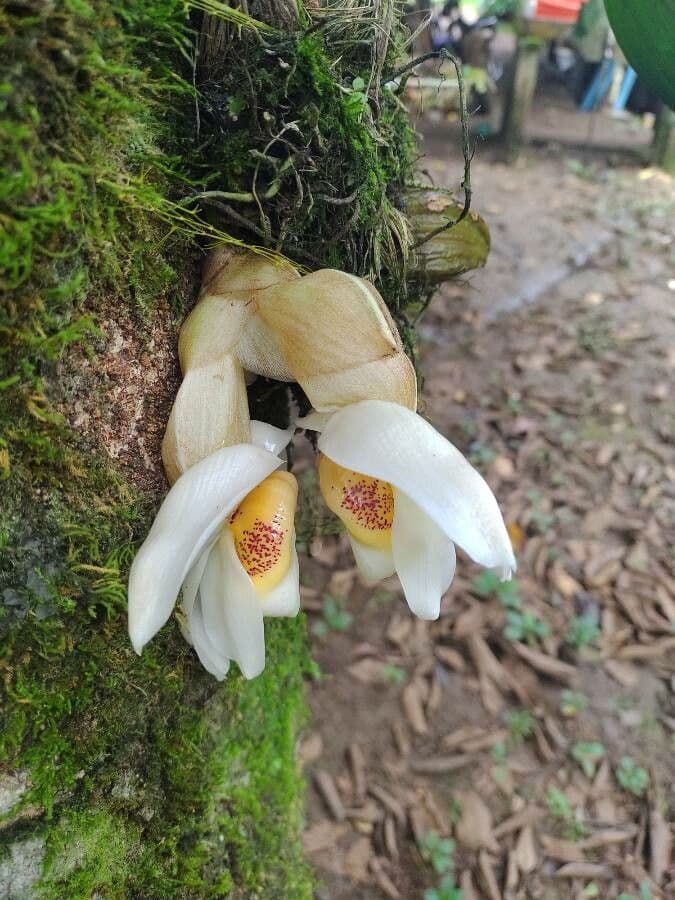 Stanhopea 6