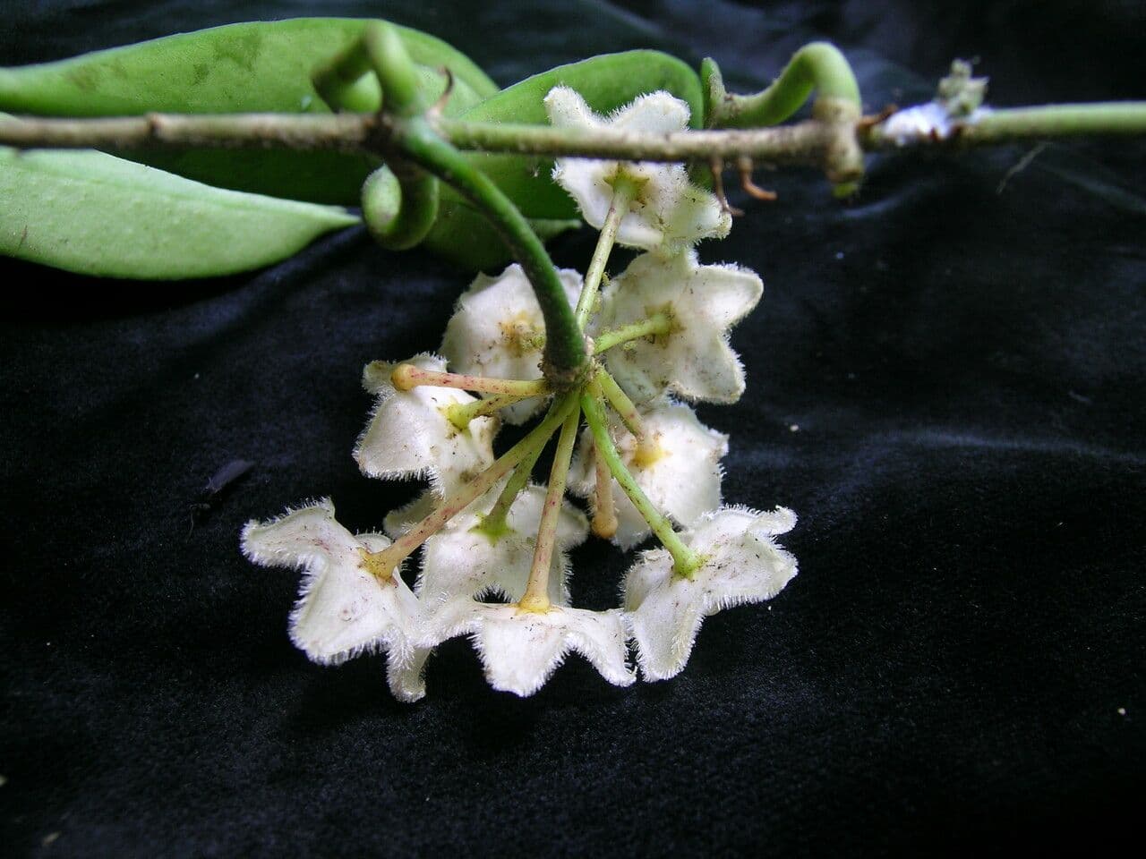 Hoya 5