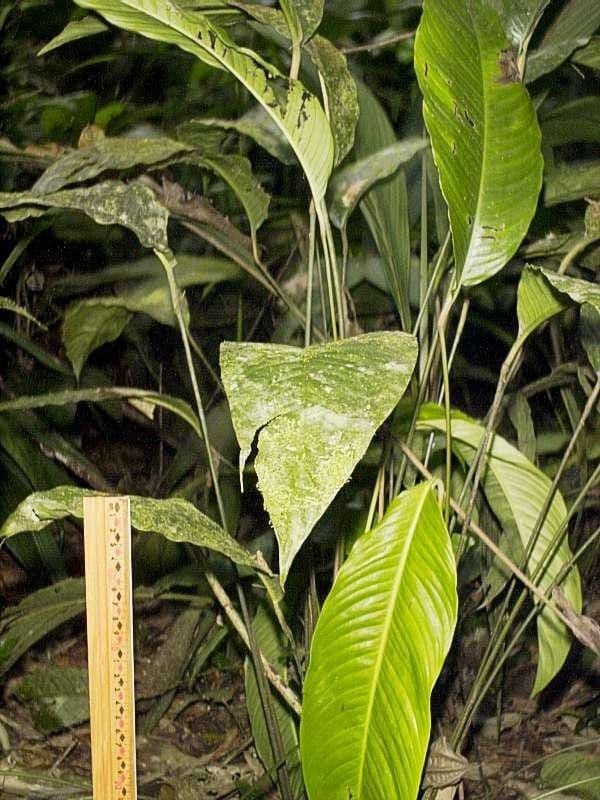 Zamiokulkas gładki 7