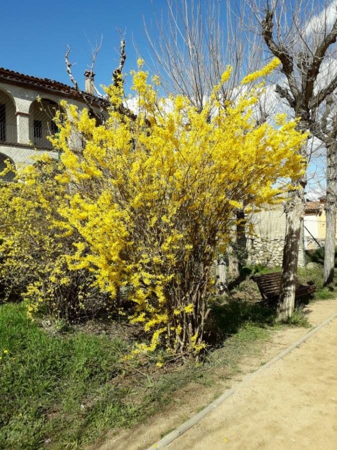 Forsythia pendula 12