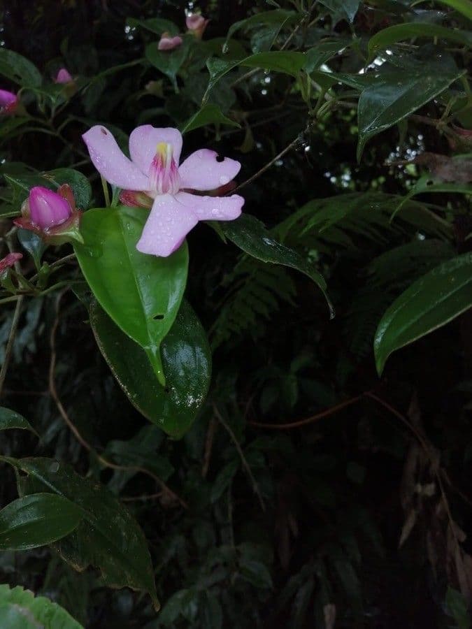 Blakea litoralis 3