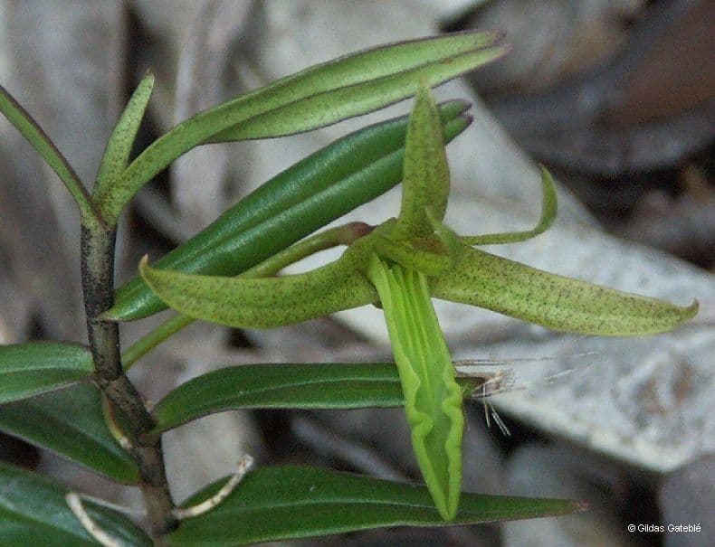 Dendrobium 12