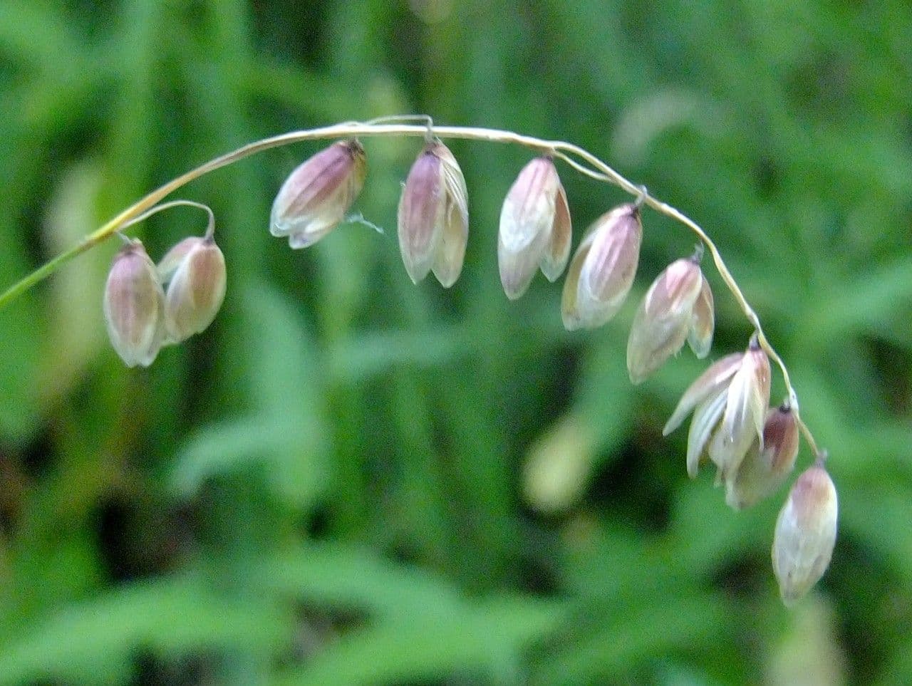 Erba perla pendula 7