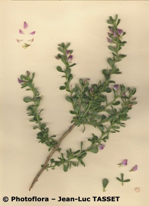 Ononide tridentata 26