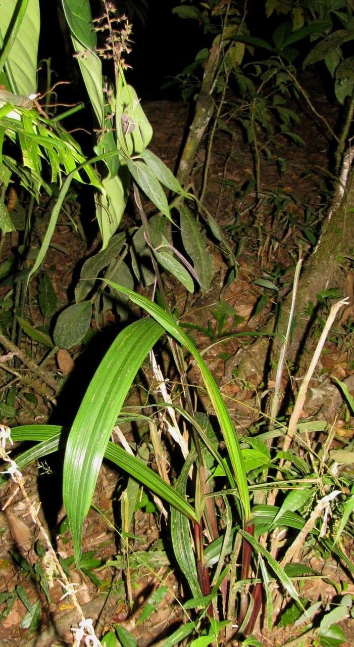 Scleria 6