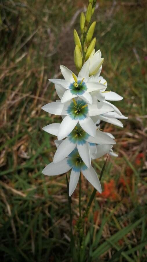 Ixia 4
