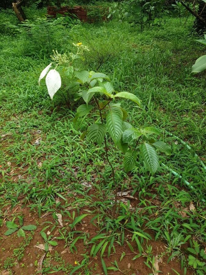 Musaenda 9