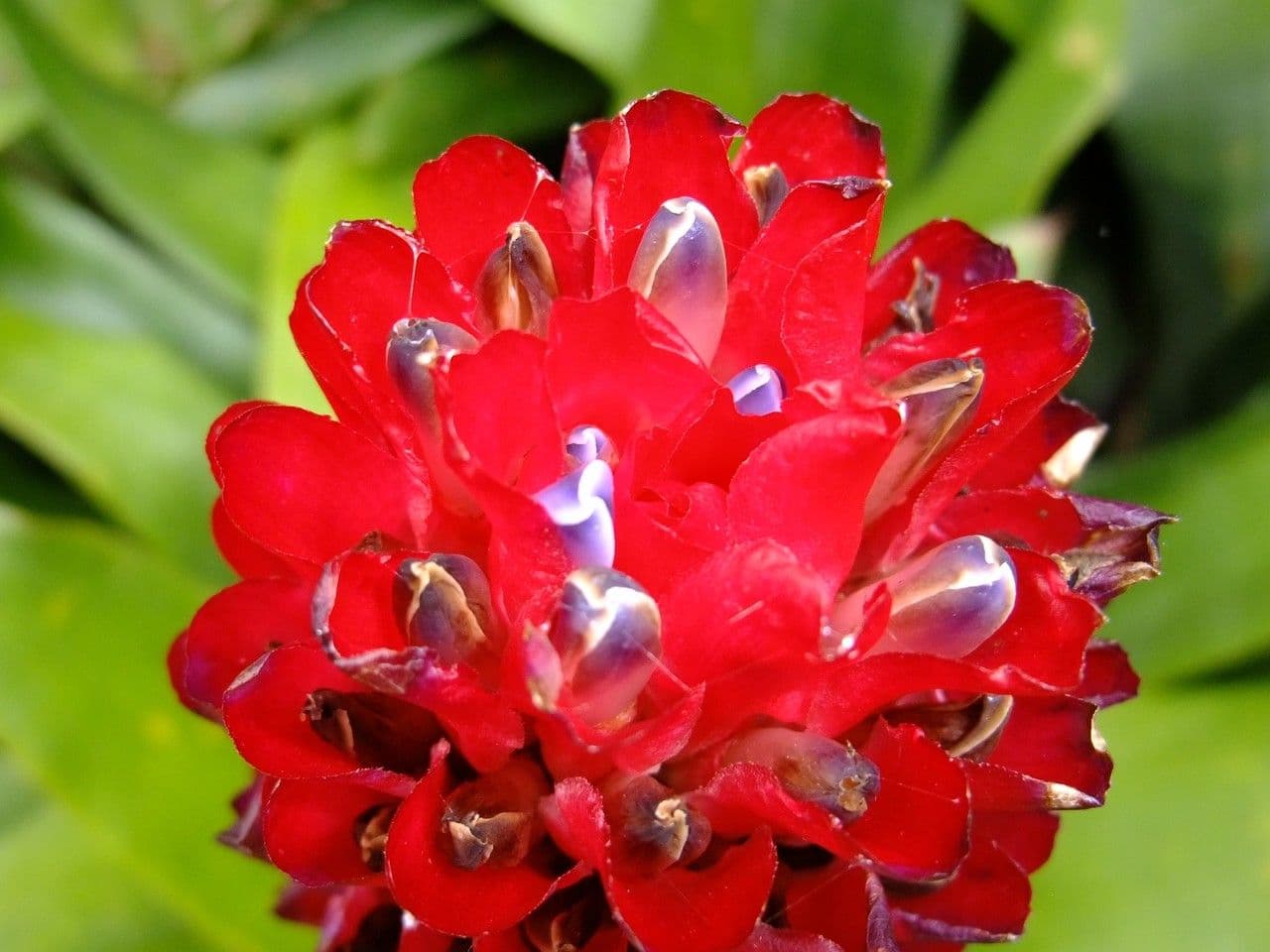 Quesnelia 3