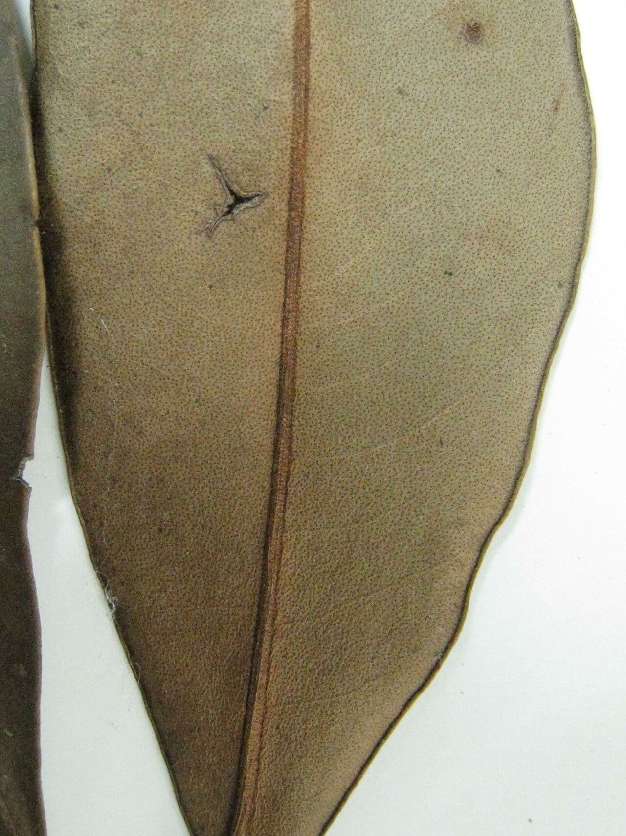 Cybianthus guyanský 5