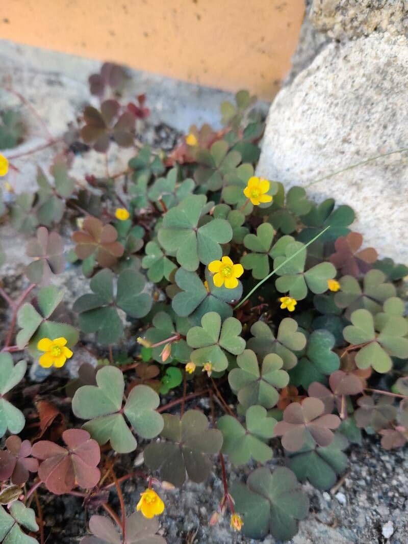 Acetosa esile 3