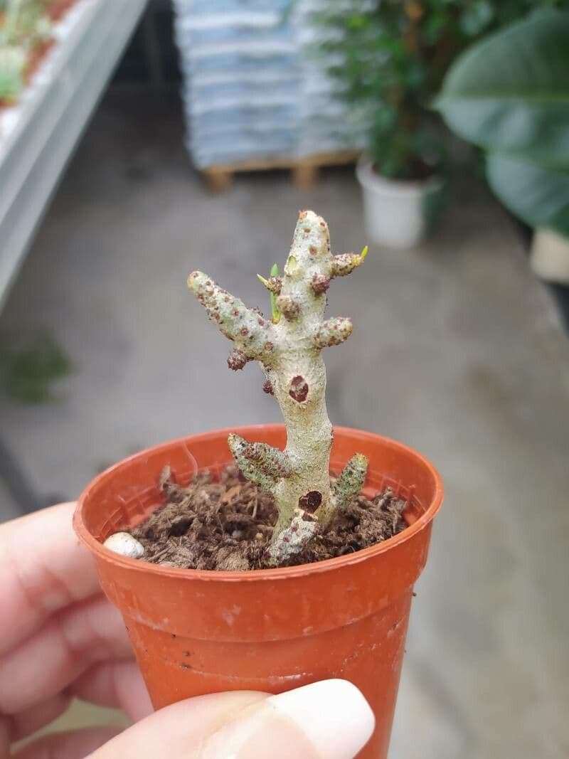 Cotyledon 6