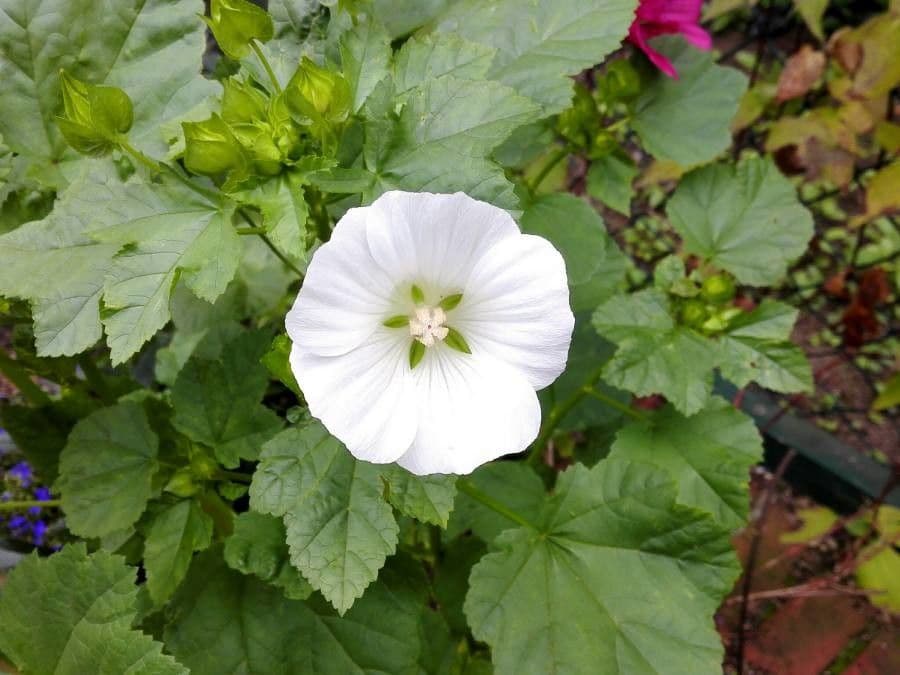 Malope 5