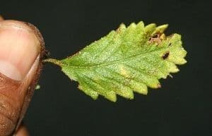 Turnera diffusa 18