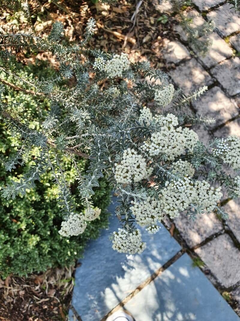 Ozothamnus 5
