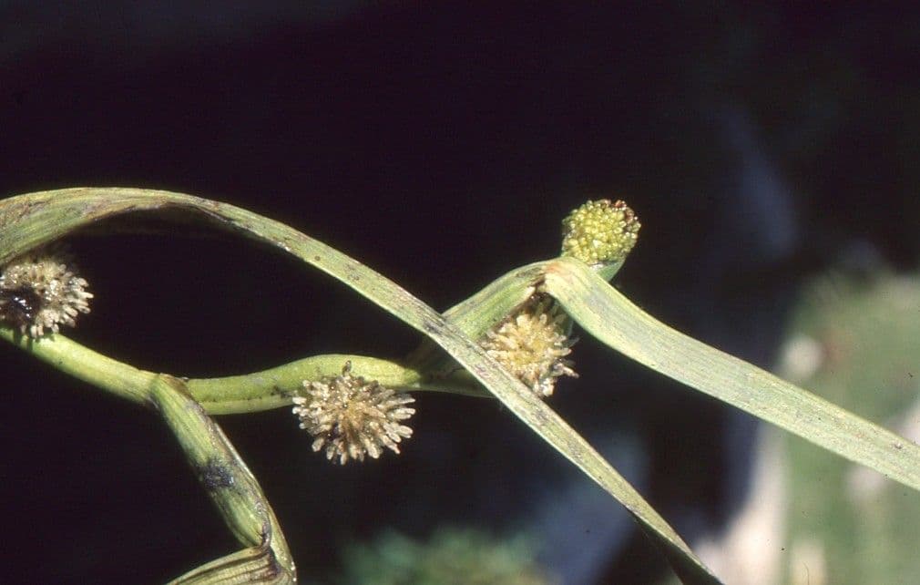 Schmalblättriger Igelkolben 22
