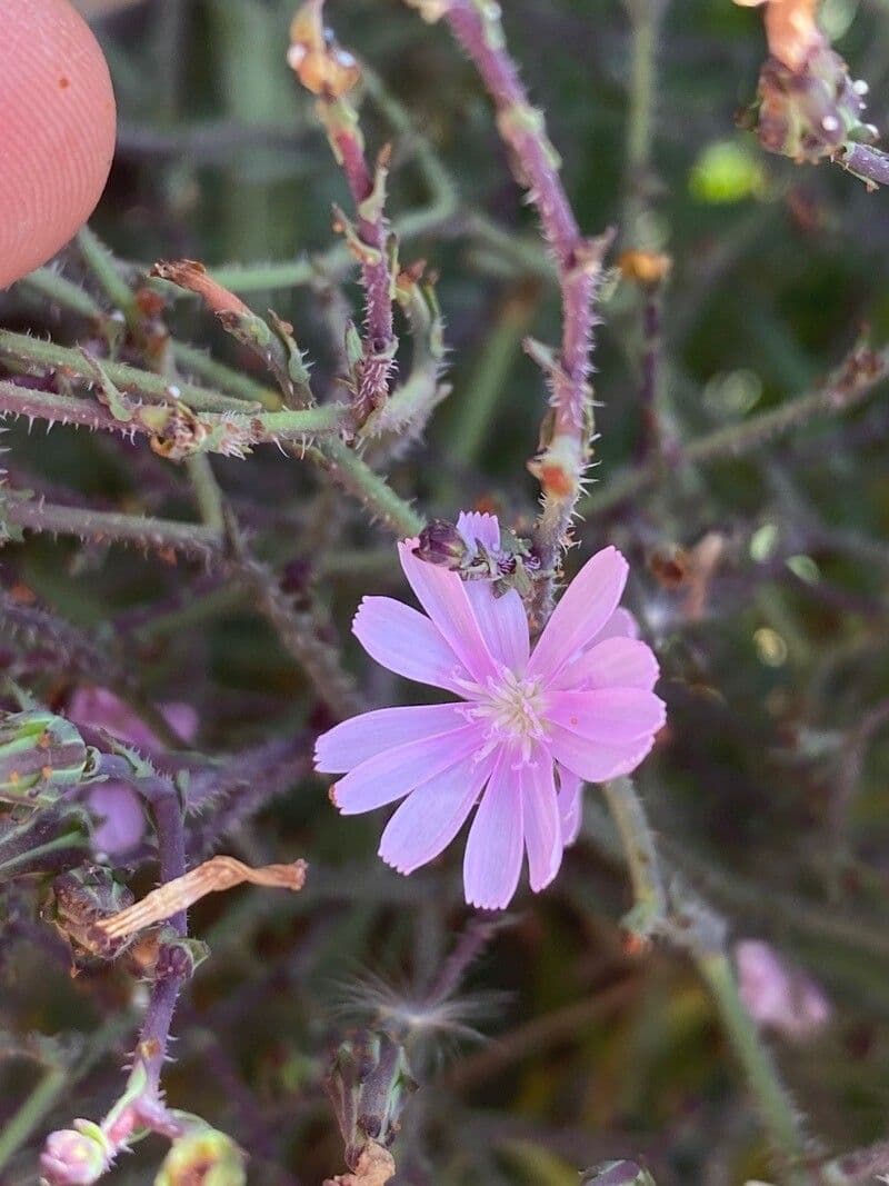 Lattuga palmata 2