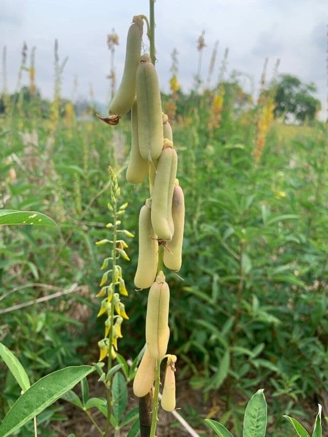 Crotalaria trichotoma 2