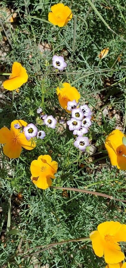 Rozázínek trojbarvý 5