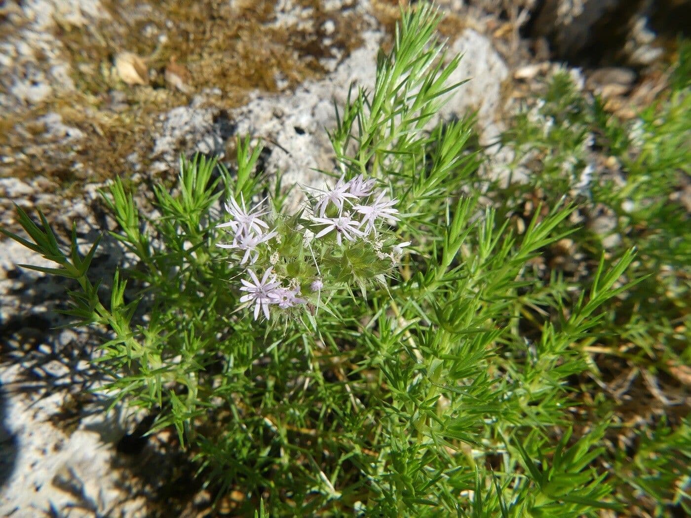 Drypis spinosa 11