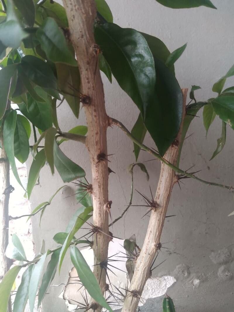 Pereskia 23