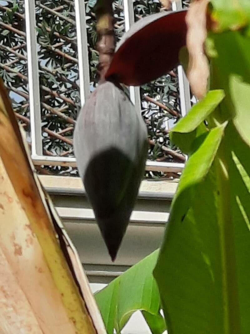 Xanthosoma