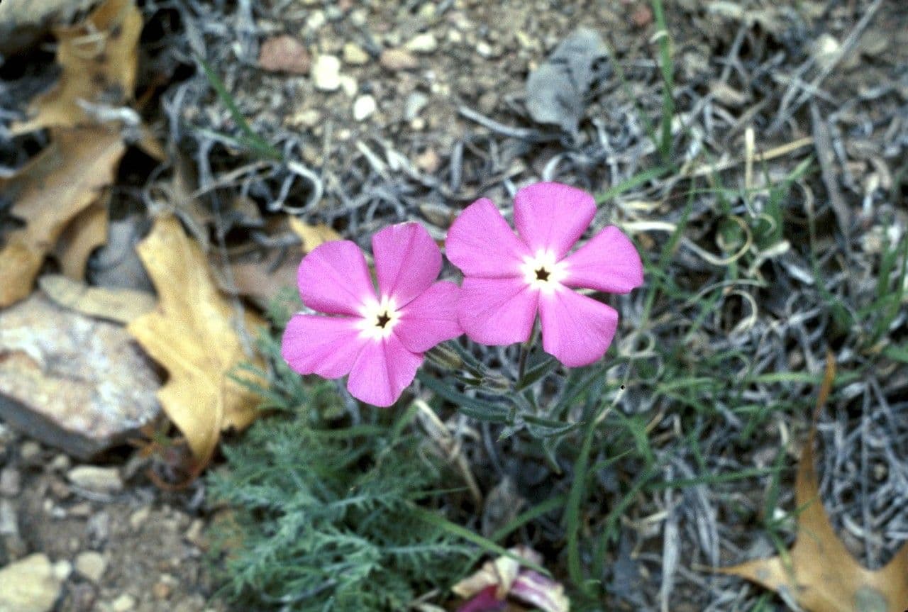 Flogosis 4