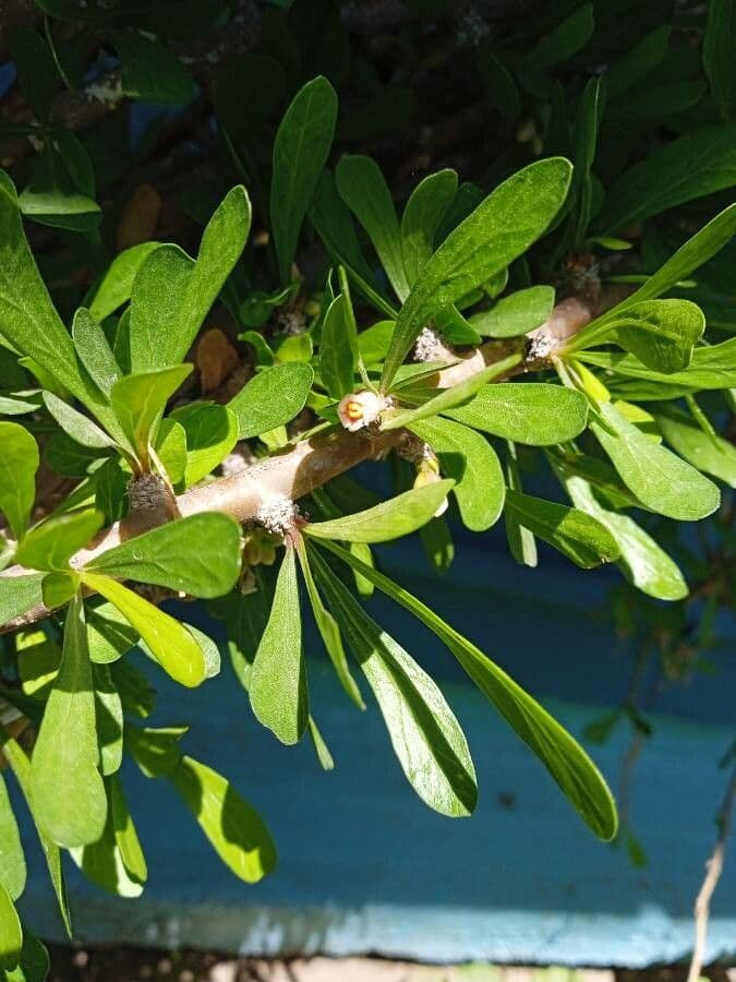 Jatropha dioïque