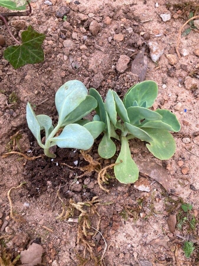 Sedum 5