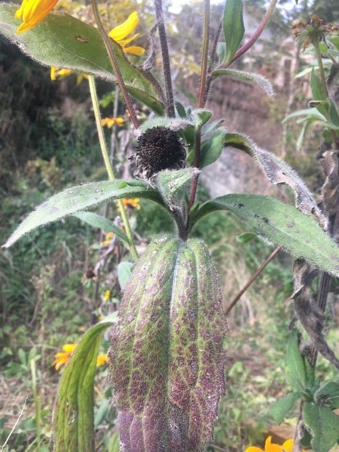 Rudbekia srstnatá 15