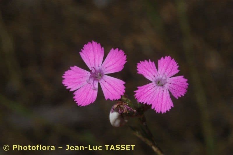Garofano scabro 5