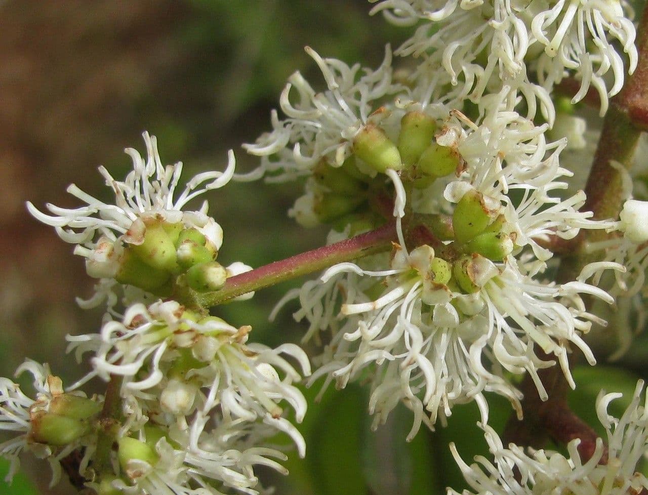 Miconia lonchophylla 6