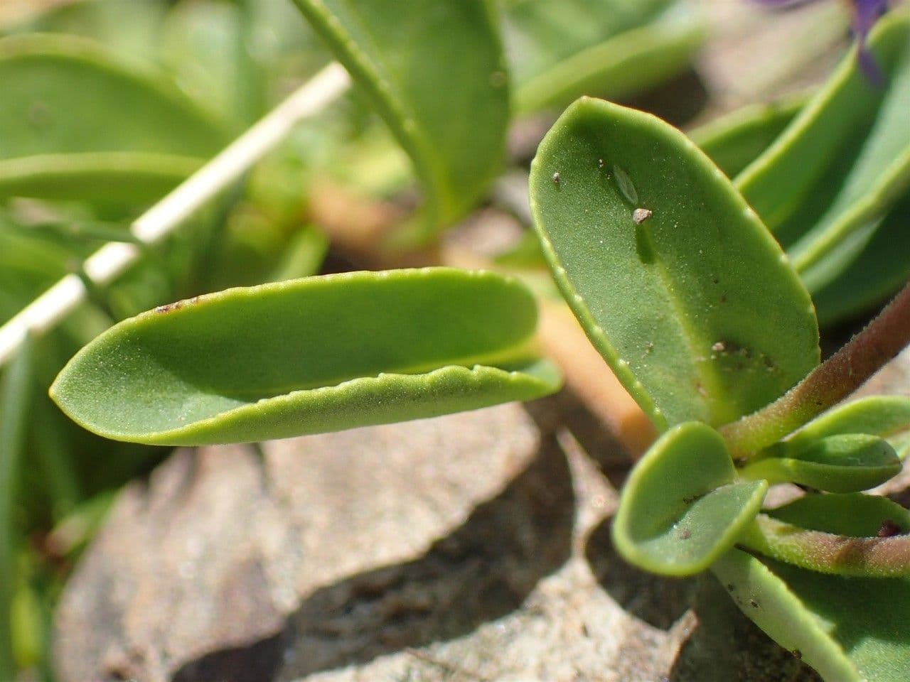 Veronica allionii 15