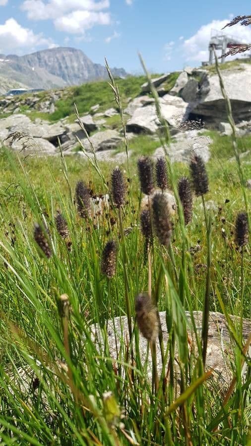 Codolina alpina 7