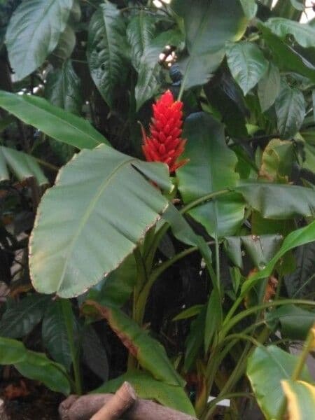 Zázvor purpurový 12