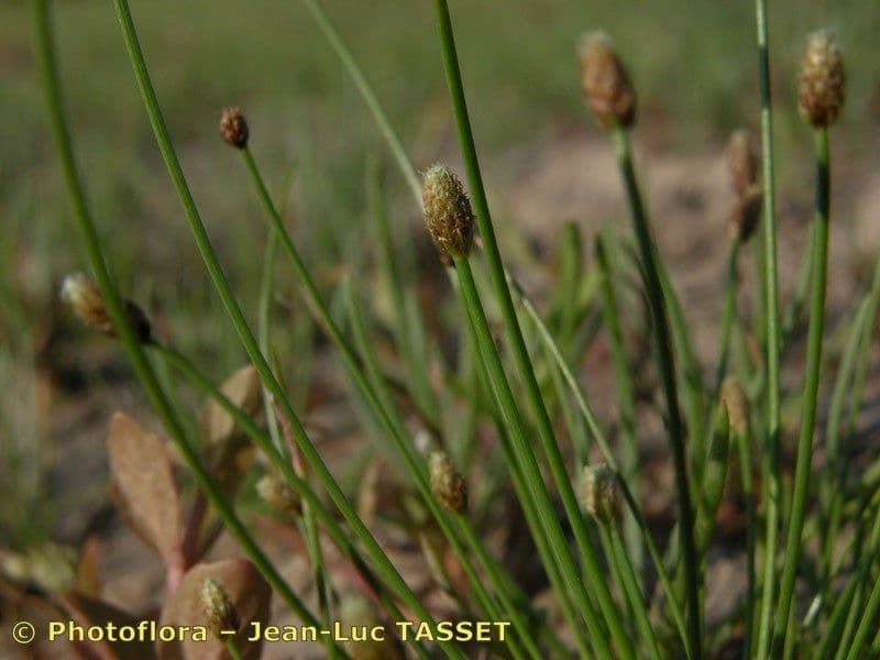 Eleocharis ovata 8