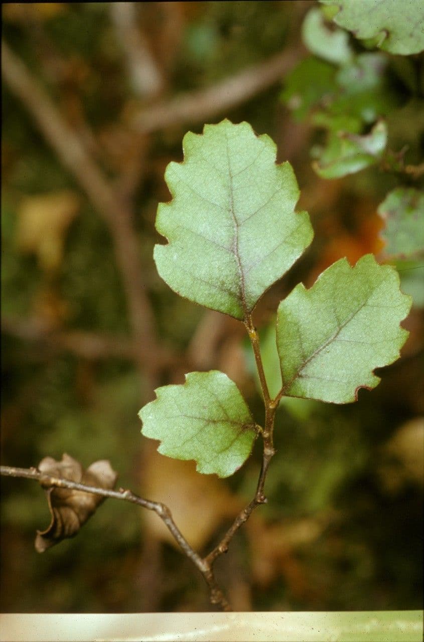Nothofagus fusca 5
