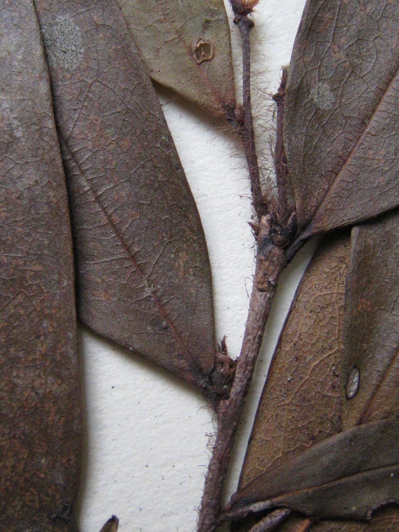 Xylopia 3