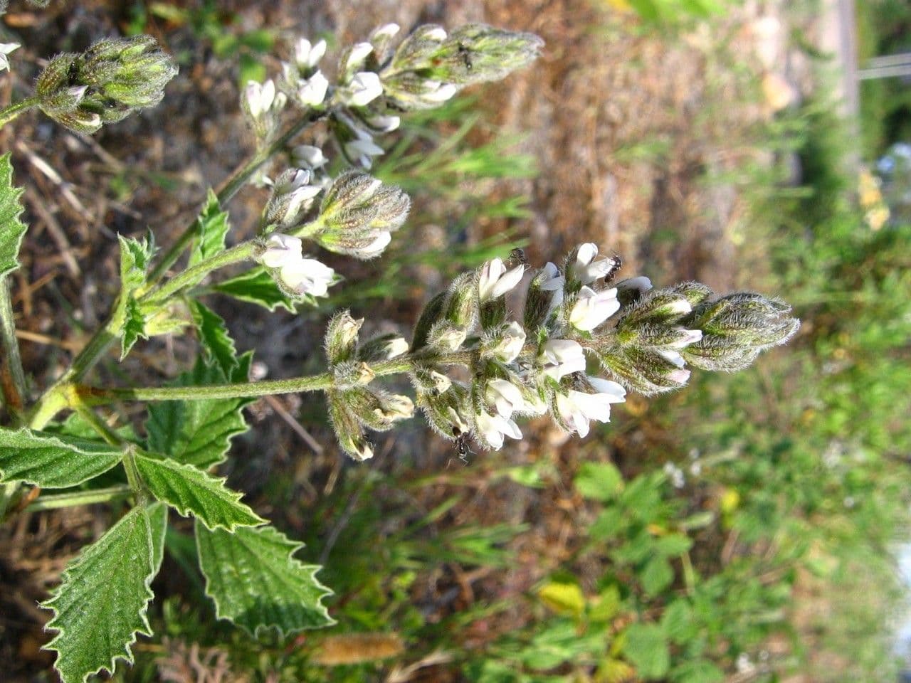 Psoralea americká