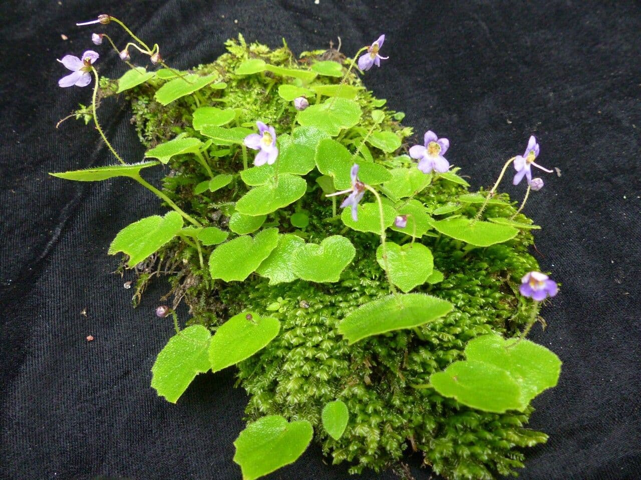 Platystemma 4