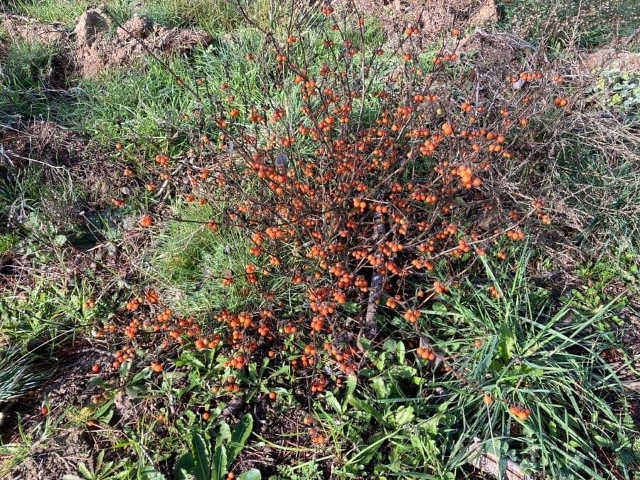 Solanum villosum 15