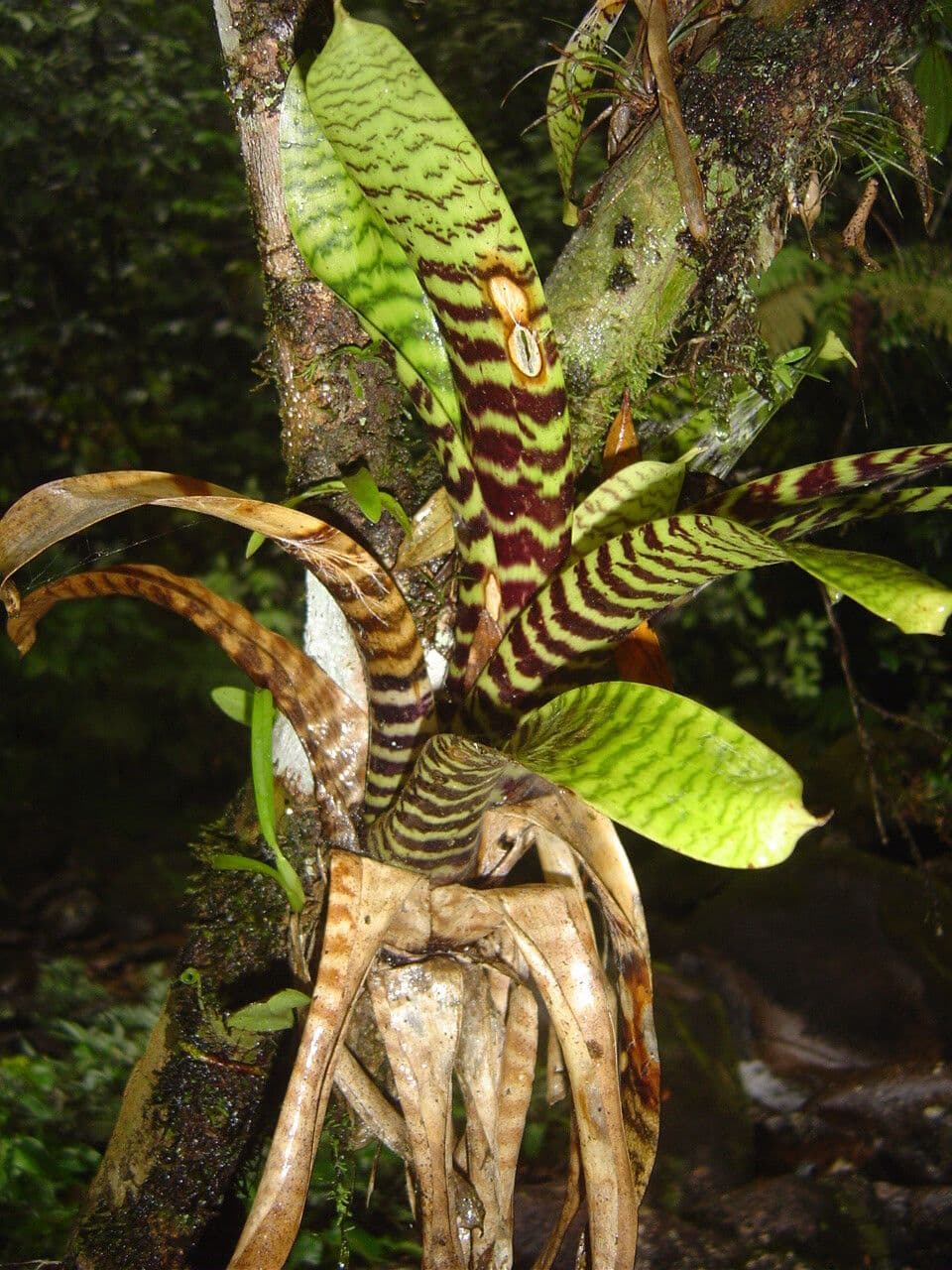 Vriesea
